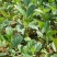 林木种子桤木种子量大优惠提供种植技术