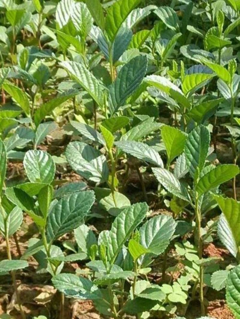 林木种子桤木种子量大优惠提供种植技术
