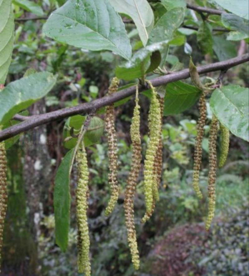 林木种子桤木种子量大优惠提供种植技术