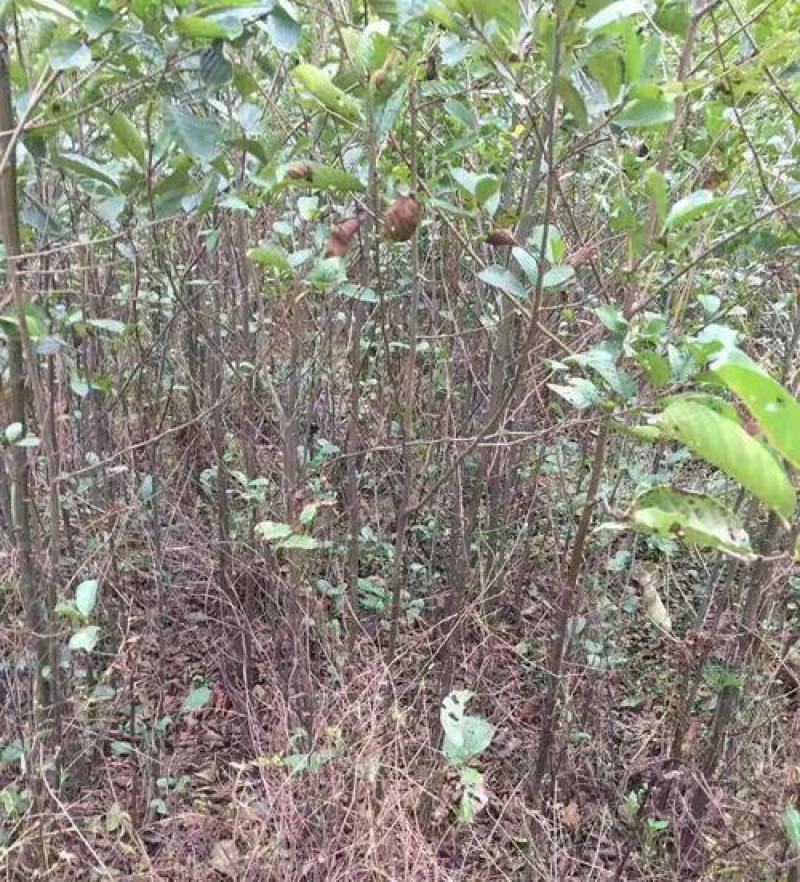 林木种子桤木种子量大优惠提供种植技术