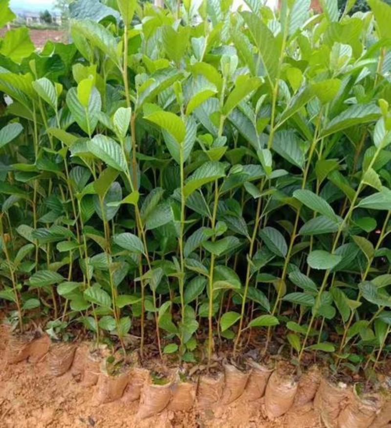 林木种子桤木种子量大优惠提供种植技术