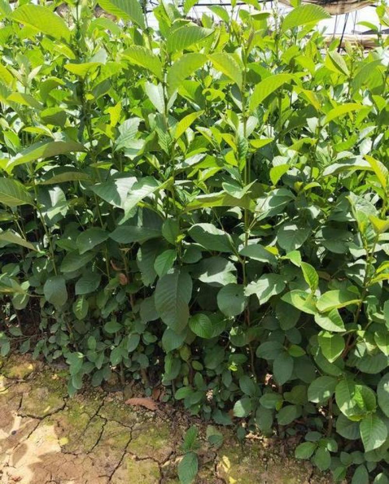 林木种子桤木种子量大优惠提供种植技术