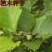 林木种子桤木种子量大优惠提供种植技术
