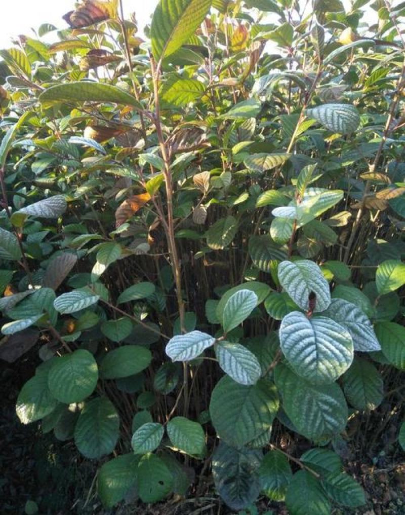 林木种子桤木种子量大优惠提供种植技术