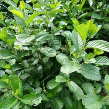 林木种子桤木种子量大优惠提供种植技术