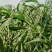 出售10吨以上的土薏仁原料，欢迎老板电话咨询，价格在意