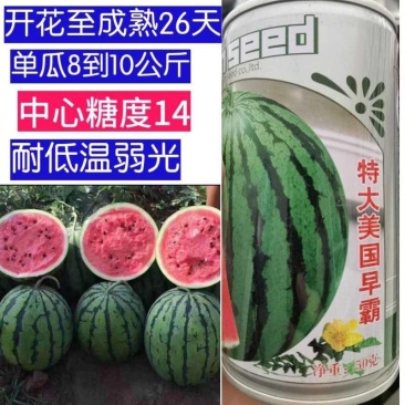 【耐裂京欣】美国早霸西瓜种子早熟耐裂耐低温麒麟超8424