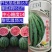 【耐裂京欣】美国早霸西瓜种子早熟耐裂耐低温麒麟超8424