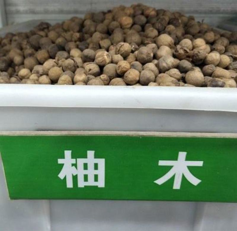树木种子柚木种子柚木树种子南方珍贵树种缅甸柚木种子