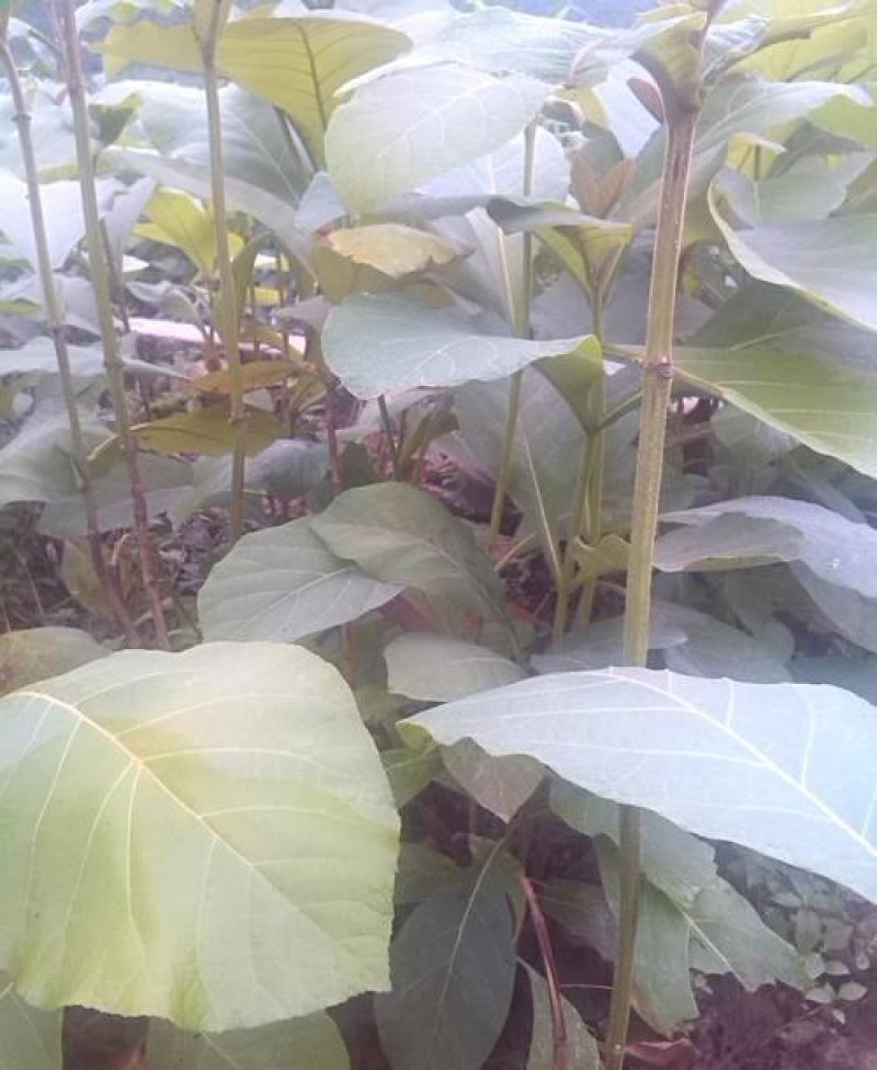 树木种子柚木种子柚木树种子南方珍贵树种缅甸柚木种子