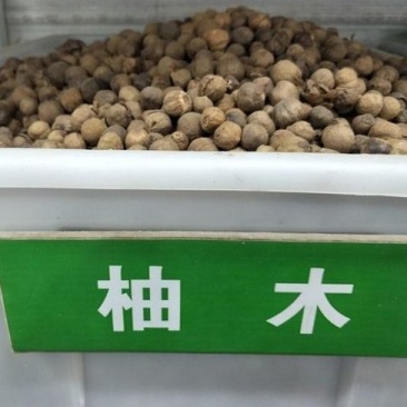 树木种子柚木种子柚木树种子南方珍贵树种缅甸柚木种子