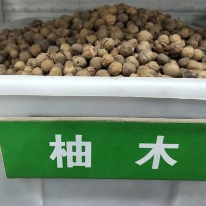 树木种子柚木种子柚木树种子南方珍贵树种缅甸柚木种子