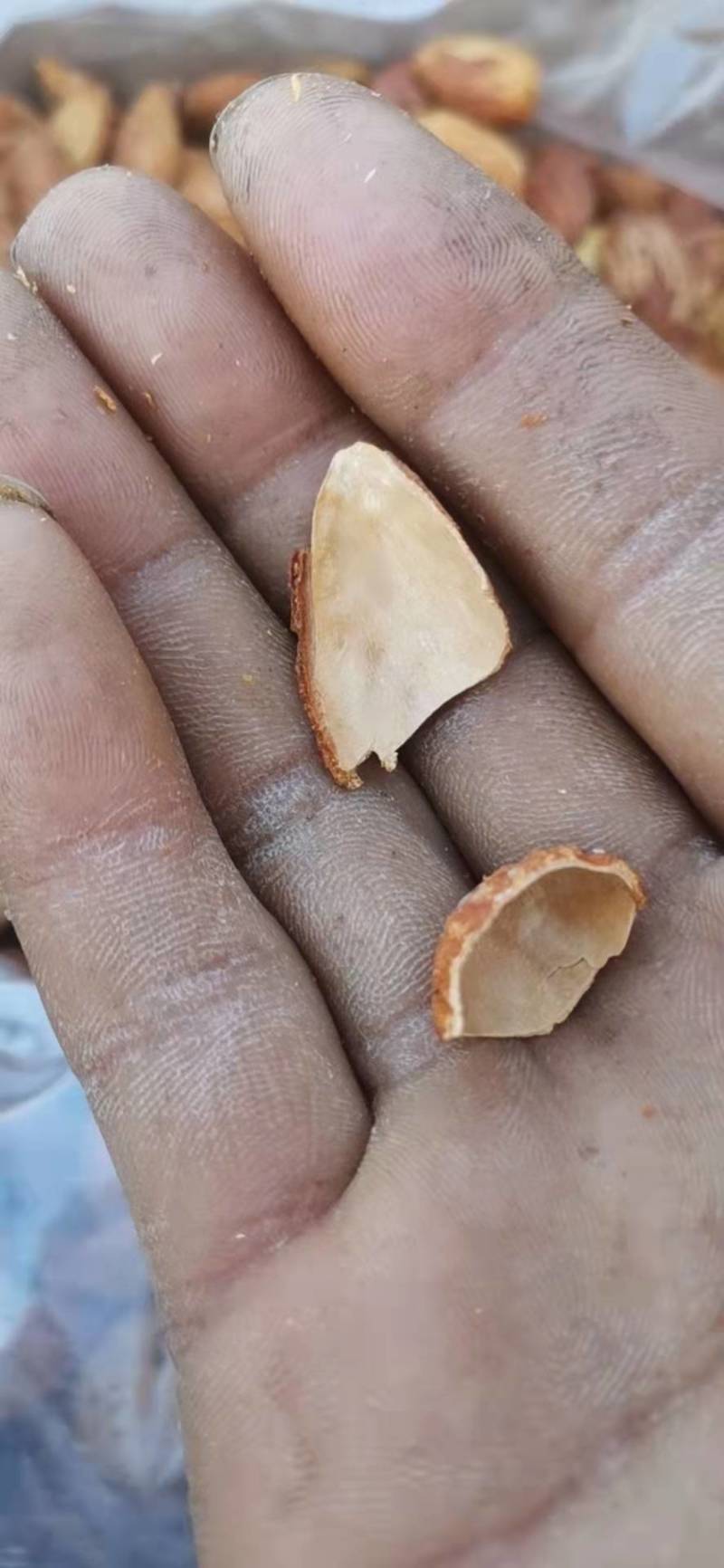 跑江湖地摊展会热卖NP薄壳巴旦木奶香味，新果，皮薄易剥。