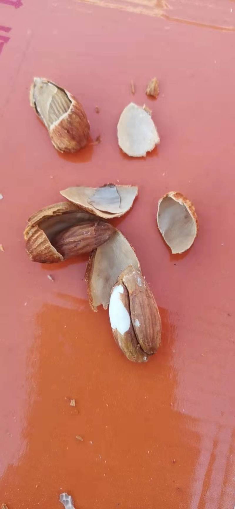 跑江湖地摊展会热卖NP薄壳巴旦木奶香味，新果，皮薄易剥。