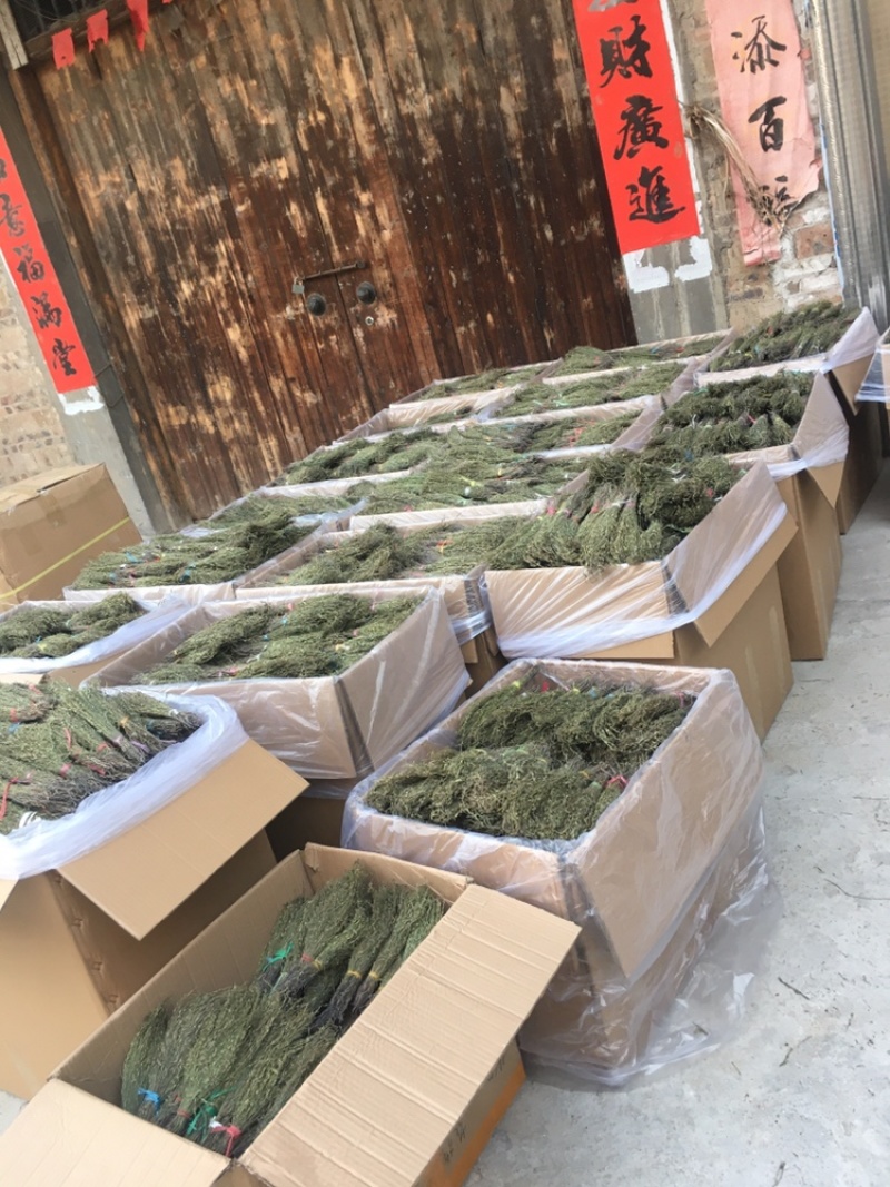 独脚金青绿新货，国内现货供应，一手货源，注：新货