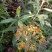 白牛胆