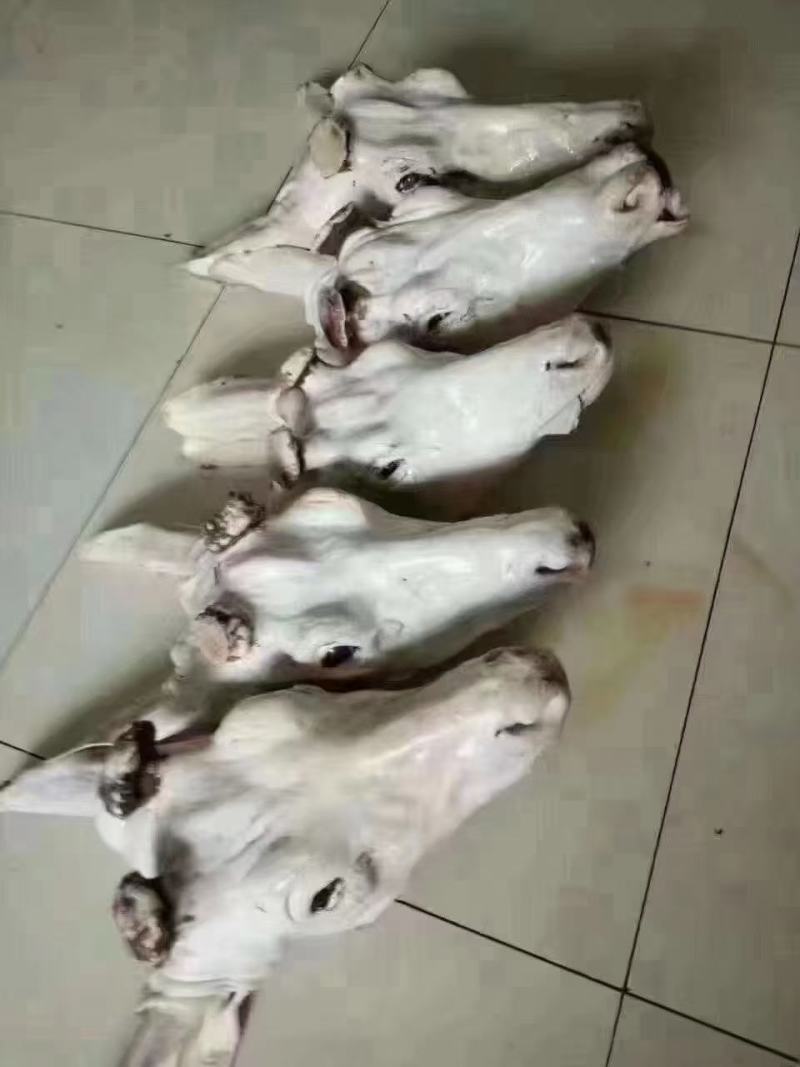 梅花鹿肉新鲜嫩活杀鹿场直销十斤包邮坏包赔