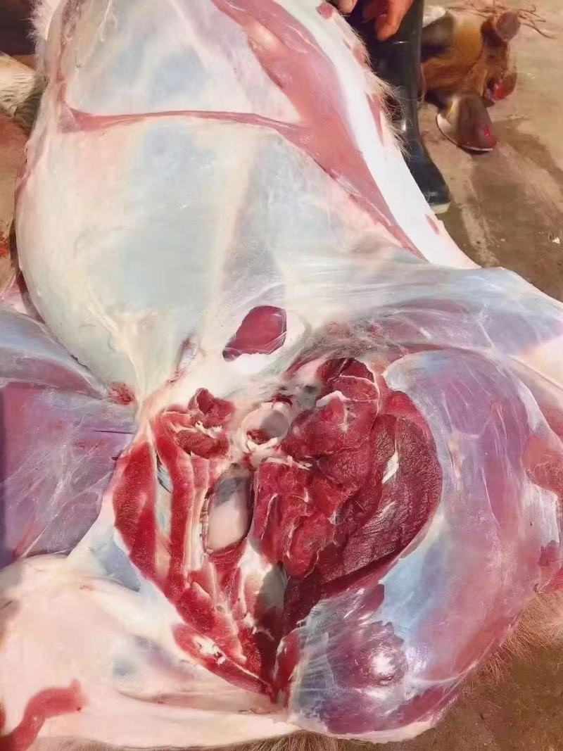 梅花鹿肉新鲜嫩活杀鹿场直销十斤包邮坏包赔