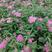 绣线菊种子优质林木种子又名珍珠梅种子马尿骚花种子景观花