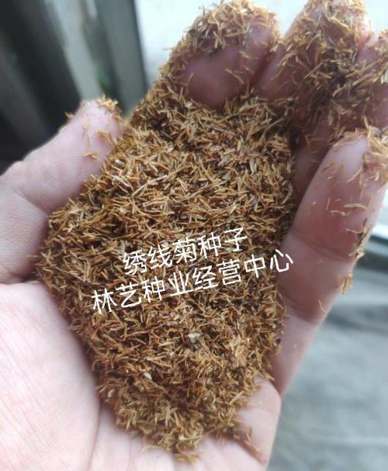 绣线菊种子优质林木种子又名珍珠梅种子马尿骚花种子景观花