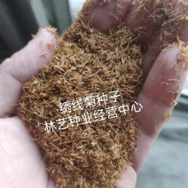 绣线菊种子优质林木种子又名珍珠梅种子马尿骚花种子景观花