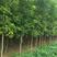 新采复叶槭种子梣叶槭糖槭种子金叶复叶槭种子林木种子