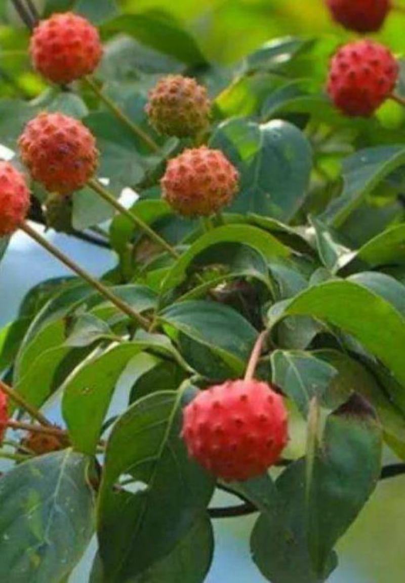 供应花木种子新采四照花种子花卉种子林木种子园林种子