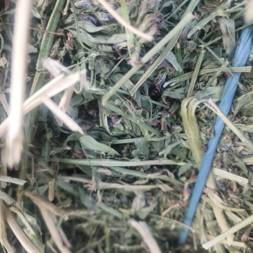 甘肃酒泉苜蓿草苜蓿种植基地位于甘肃省玉门市苜蓿草水分好