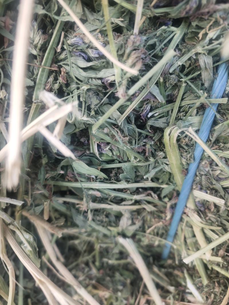 甘肃酒泉苜蓿草苜蓿种植基地位于甘肃省玉门市苜蓿草水分好