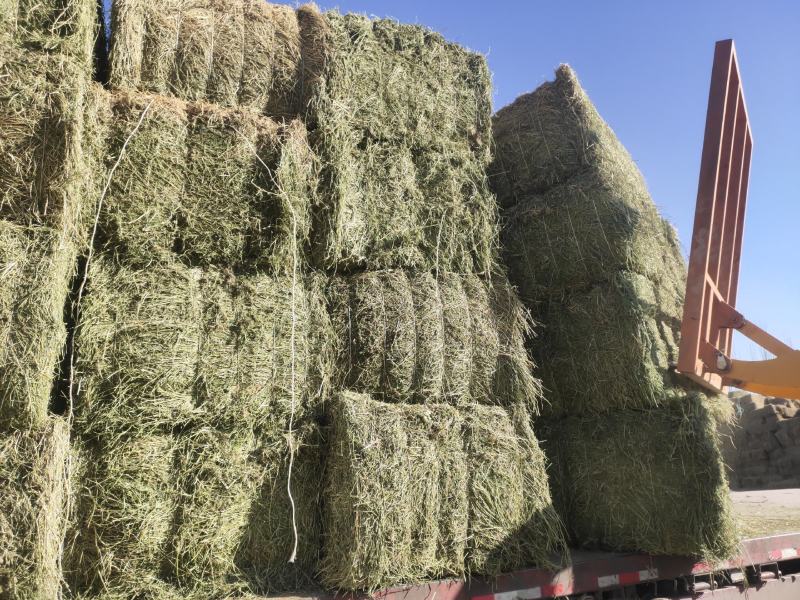 甘肃酒泉苜蓿草苜蓿种植基地位于甘肃省玉门市苜蓿草水分好