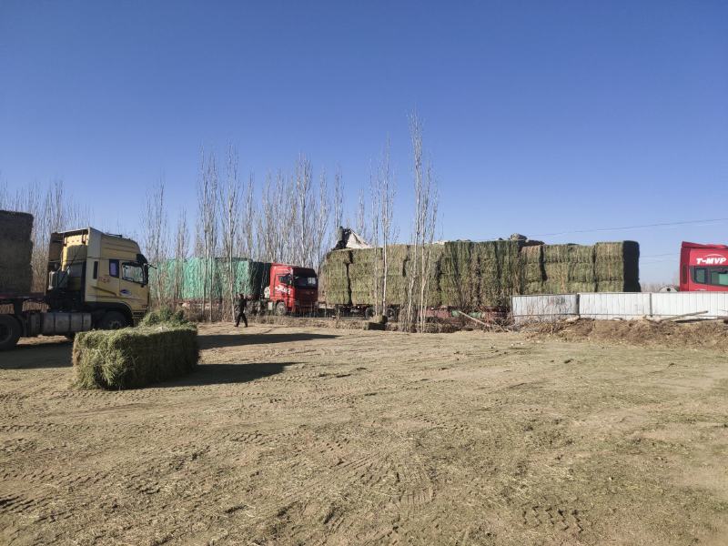甘肃酒泉苜蓿草苜蓿种植基地位于甘肃省玉门市苜蓿草水分好