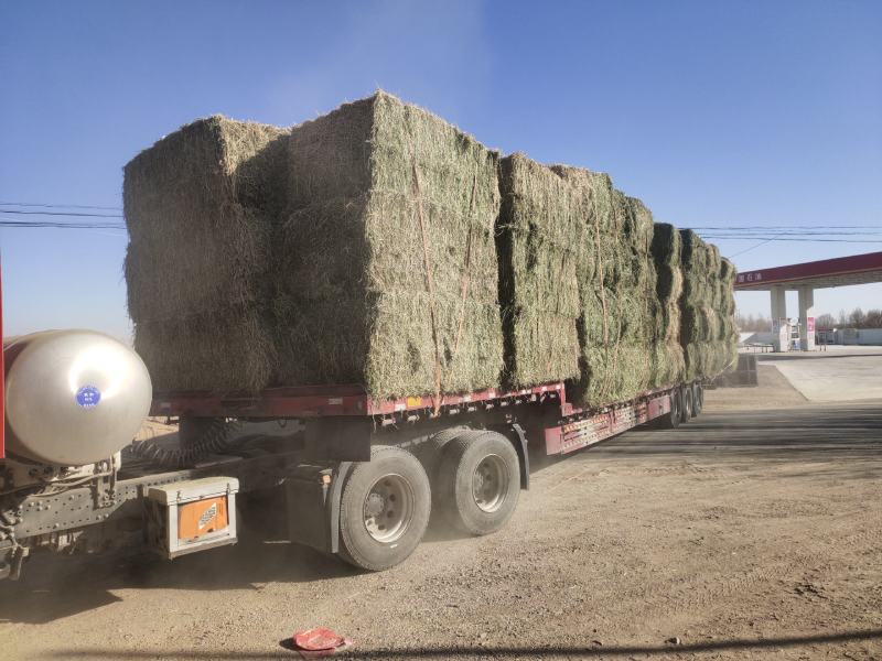甘肃酒泉苜蓿草苜蓿种植基地位于甘肃省玉门市苜蓿草水分好