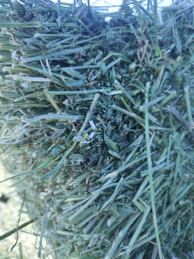 甘肃酒泉苜蓿草苜蓿种植基地位于甘肃省玉门市苜蓿草水分好