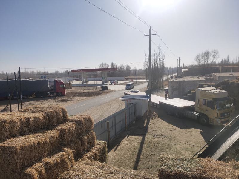 甘肃酒泉苜蓿草苜蓿种植基地位于甘肃省玉门市苜蓿草水分好
