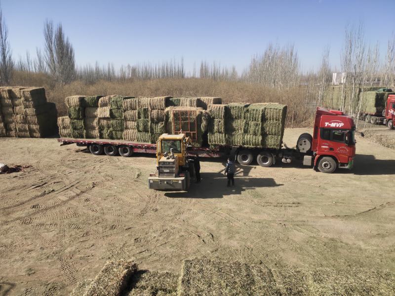 甘肃酒泉苜蓿草苜蓿种植基地位于甘肃省玉门市苜蓿草水分好