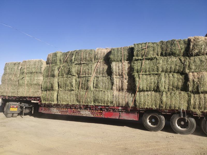 甘肃酒泉苜蓿草苜蓿种植基地位于甘肃省玉门市苜蓿草水分好