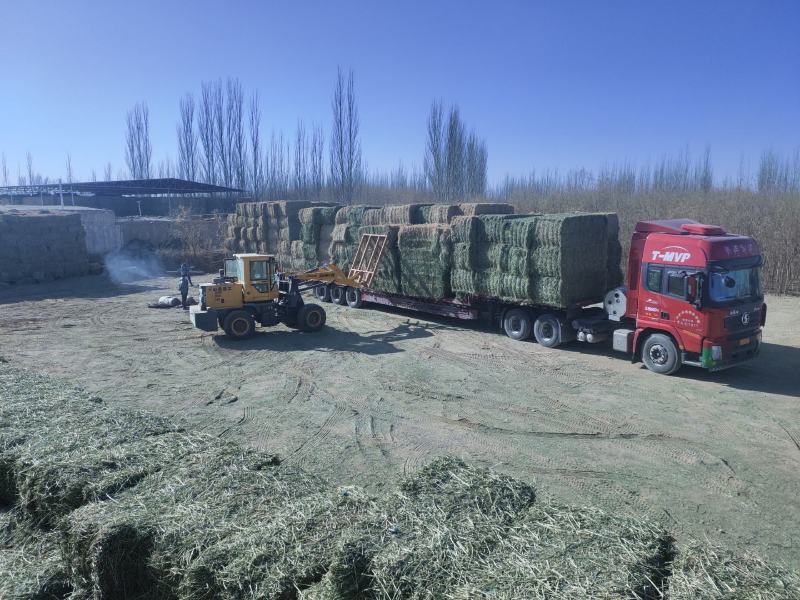 甘肃酒泉苜蓿草苜蓿种植基地位于甘肃省玉门市苜蓿草水分好