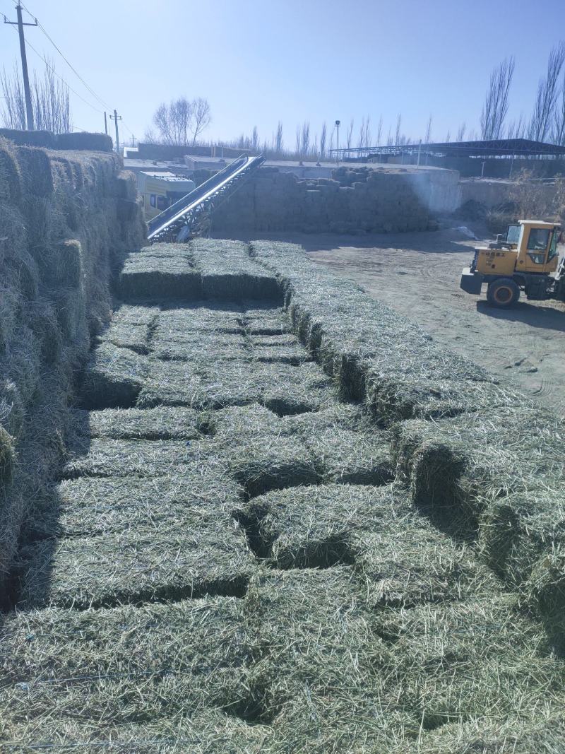 甘肃酒泉苜蓿草苜蓿种植基地位于甘肃省玉门市苜蓿草水分好