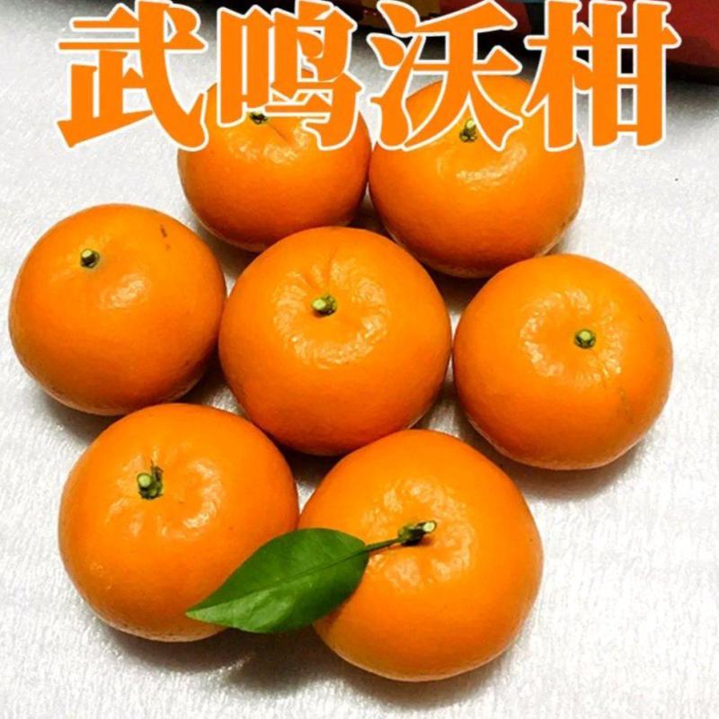 武鸣沃柑一件代发电商包邮，商超批发，主播带货，落地配，