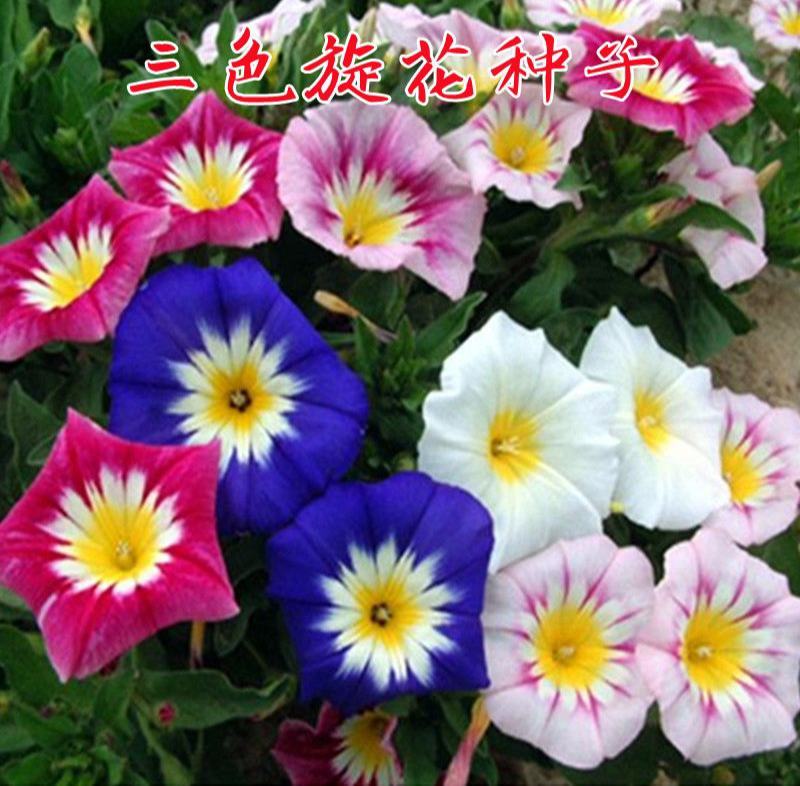 三色旋花种子草本植物草花花卉耐旱朝颜易活庭院阳台盆栽