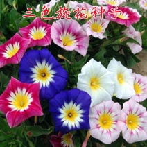 三色旋花种子草本植物草花花卉耐旱朝颜易活庭院阳台盆栽