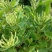 金银花种子花籽爬藤藤本植物常年生四季易种庭院家庭阳台盆栽