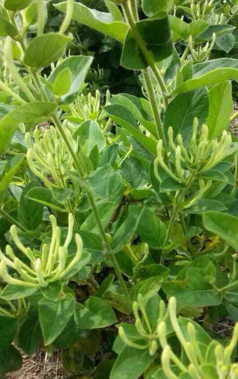 金银花种子花籽爬藤藤本植物常年生四季易种庭院家庭阳台盆栽