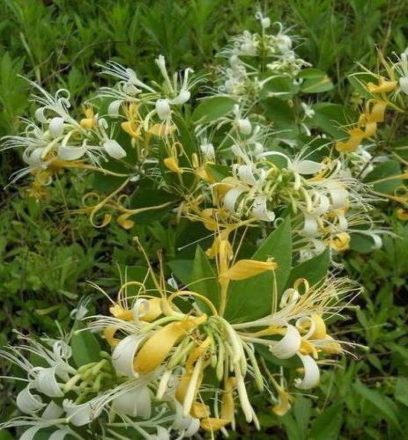 金银花种子花籽爬藤藤本植物常年生四季易种庭院家庭阳台盆栽