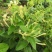 金银花种子花籽爬藤藤本植物常年生四季易种庭院家庭阳台盆栽