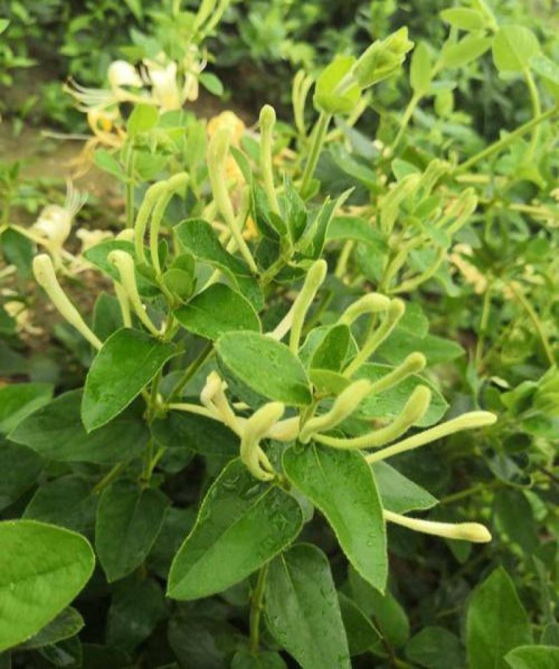 金银花种子花籽爬藤藤本植物常年生四季易种庭院家庭阳台盆栽