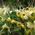 金银花种子花籽爬藤藤本植物常年生四季易种庭院家庭阳台盆栽