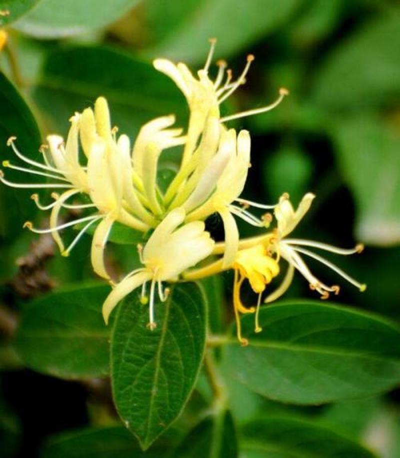 金银花种子花籽爬藤藤本植物常年生四季易种庭院家庭阳台盆栽