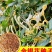 金银花种子花籽爬藤藤本植物常年生四季易种庭院家庭阳台盆栽