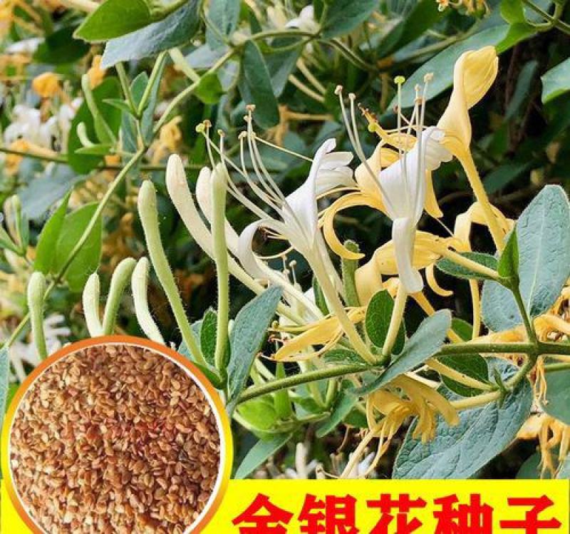 金银花种子花籽爬藤藤本植物常年生四季易种庭院家庭阳台盆栽